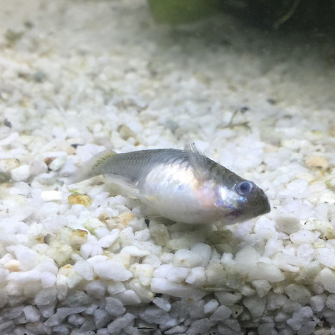 Fisch Liegt Im Sterben Guppy Tiere Fische Aquaristik