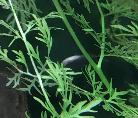 Fisch Schwimmt Mit Kopf Nach Oben Fisch schwimmt auf Kopf? (Fische, Aquarium, Aquariumfische)