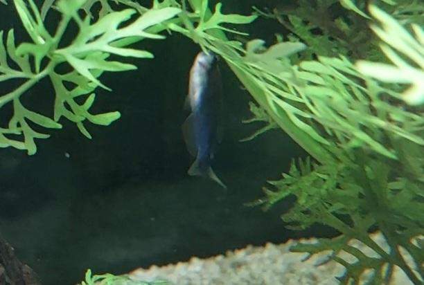 Fisch Schwimmt Mit Kopf Nach Oben Fisch schwimmt auf Kopf? (Fische, Aquarium, Aquariumfische)