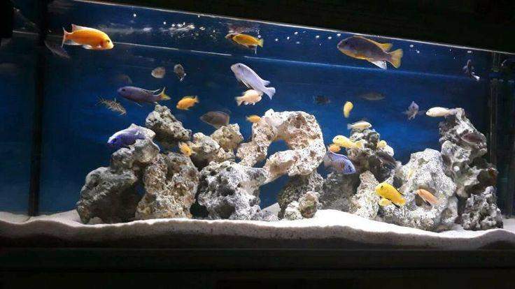 Fisch Schwimmt Mit Kopf Nach Oben Fisch schwimmt schon seit einen Tag senkrecht nach oben, dreht sich