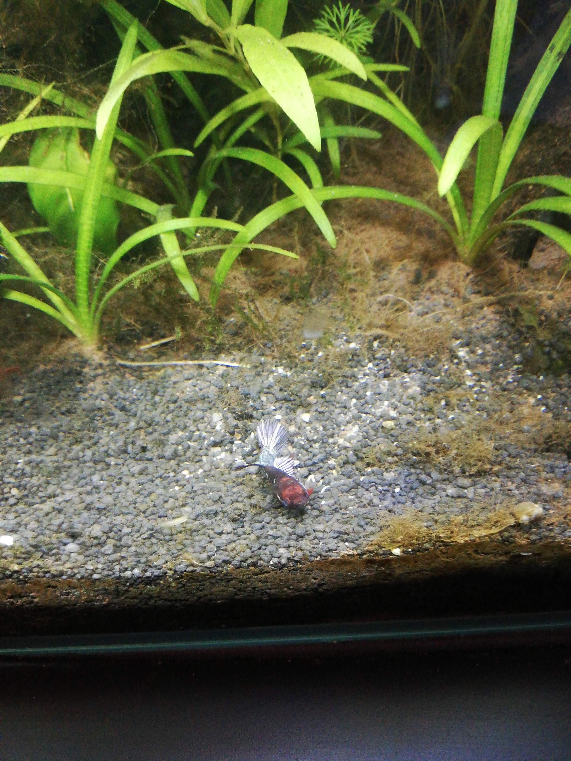 Fisch Schwimmt Senkrecht Was Tun Fisch schwimmt Senkrecht, schwimmblase Probleme? (Fische