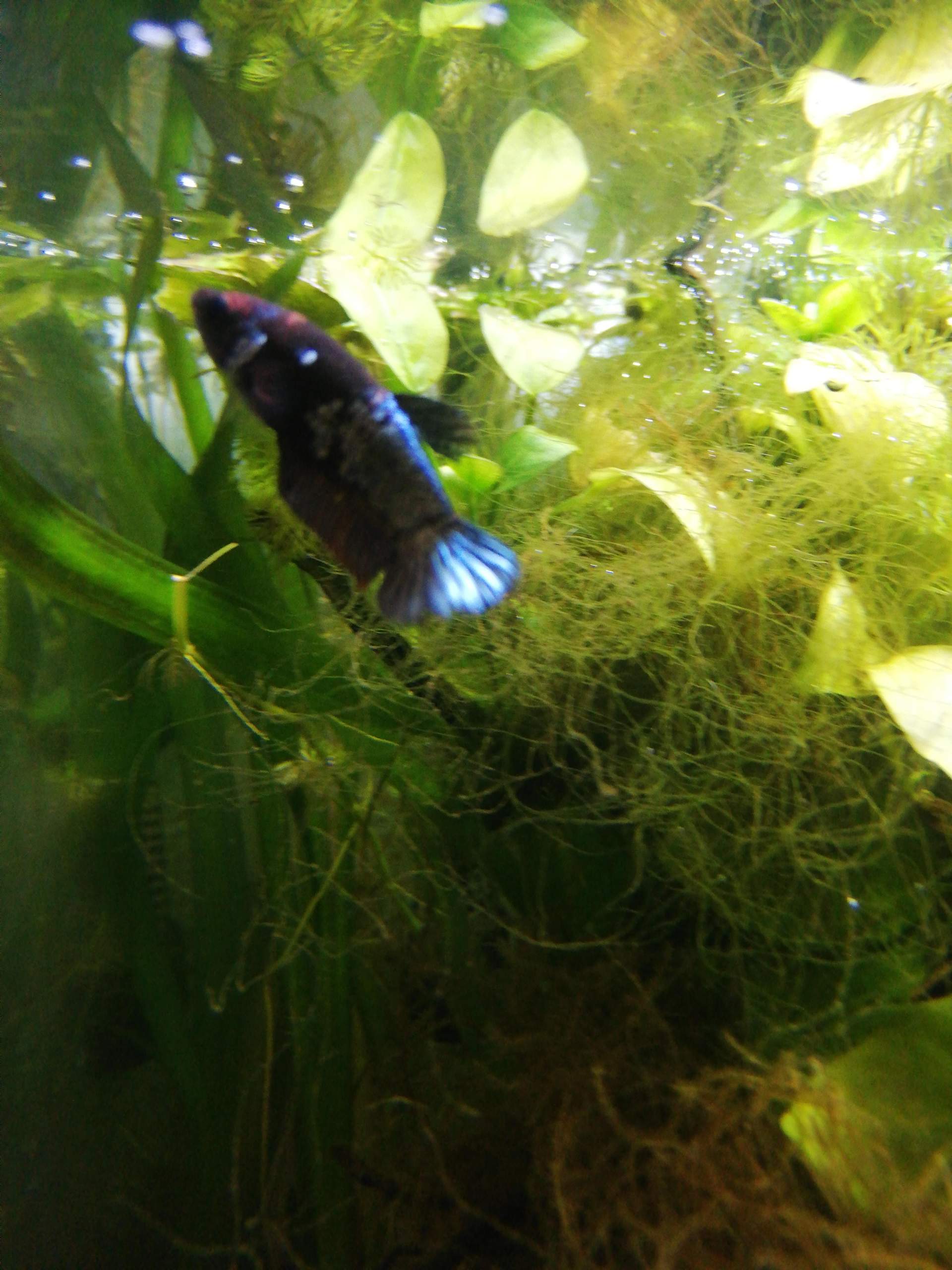 Fisch schwimmt Senkrecht, schwimmblase Probleme? (Fische