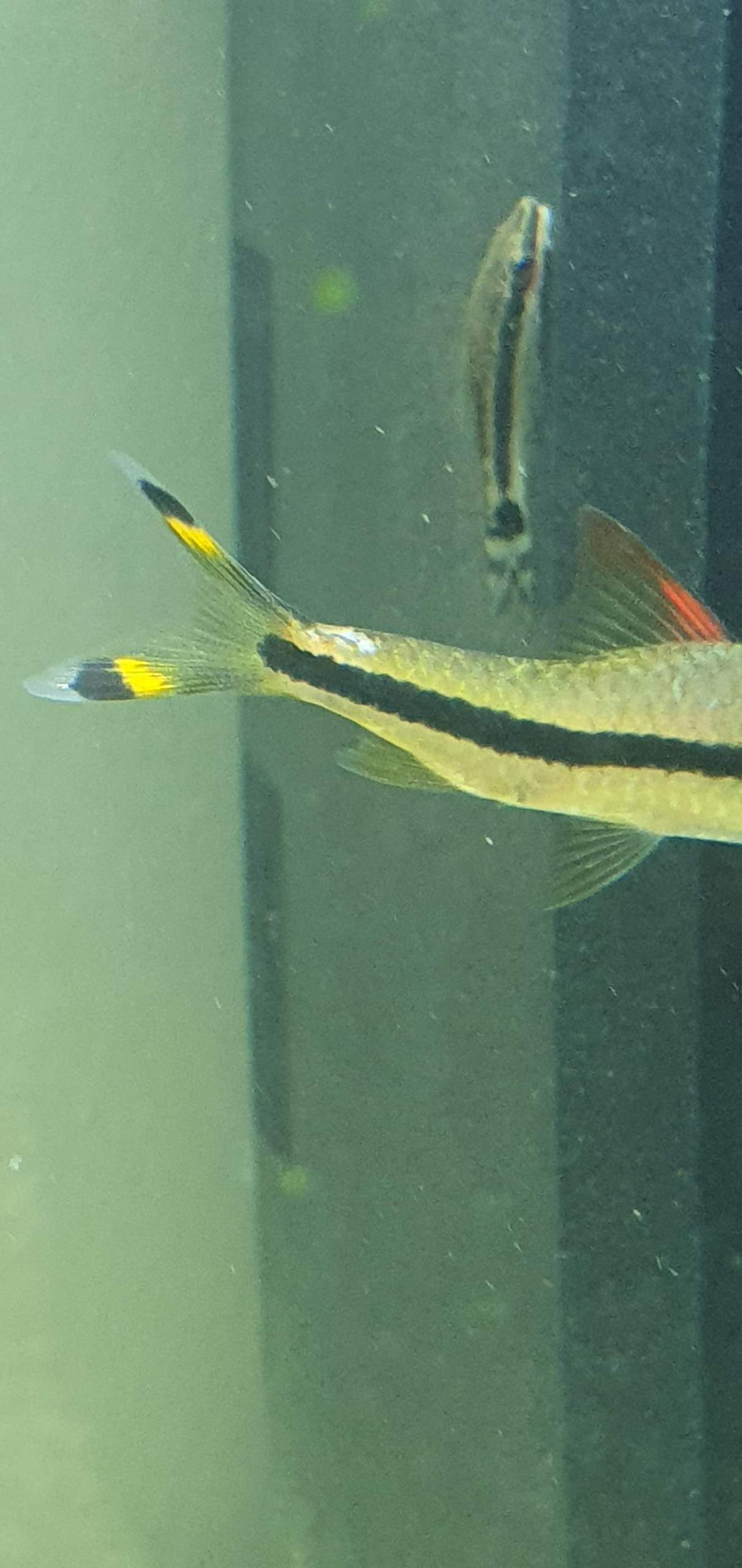 Fisch weiße Punkte? (Aquarium, Fischkrankheiten)