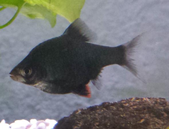 - (Aquarium, Zierfische, Artbestimmung)