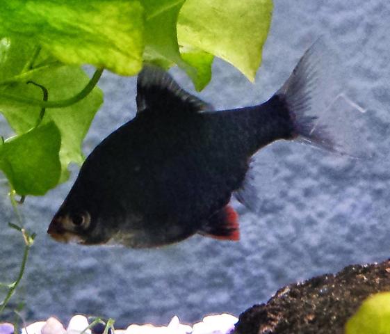- (Aquarium, Zierfische, Artbestimmung)