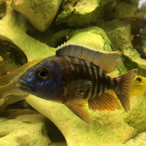 Das Auloncora Männchen - (Fische, Aquarium, Aquaristik)