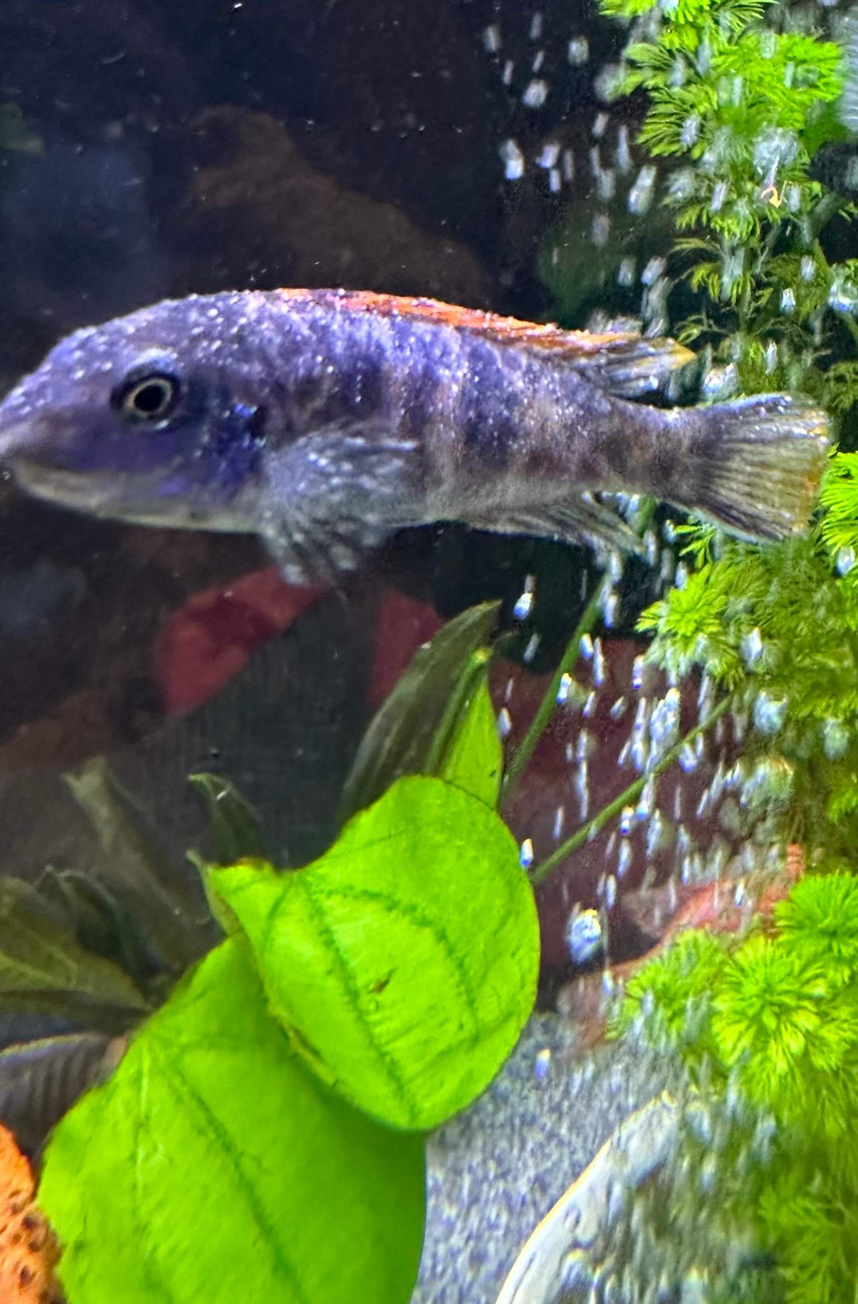 Fische Barsche haben komische haut im Aquarium? (Krankheit, Wasser