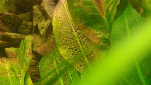 Fische fressen alle meine Pflanzen was kann ich tun? (Aquarium