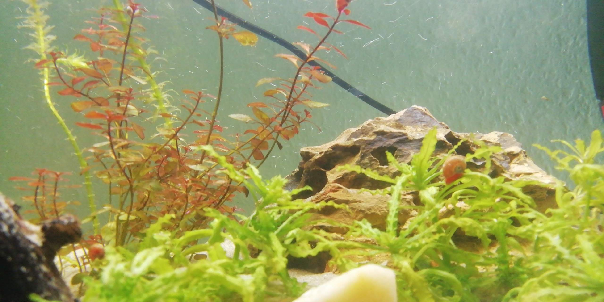 Wie Viele Fische In Ein 60l Aquarium Fische für 60L? (Wasser, Aquarium, Aquariumfische)