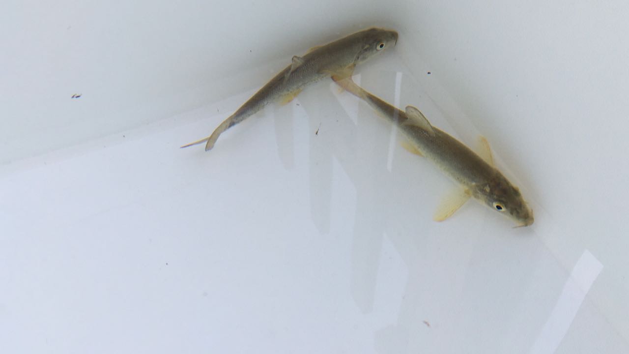 Fische im Gartenteich gefunden. Kennt jemand diese Fische? (Teich)