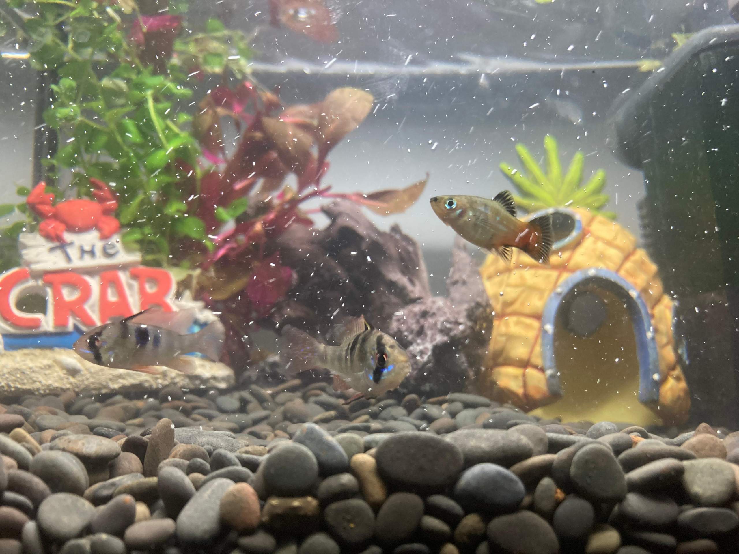 Fische jagen sich? (Wasser, Aquarium, Aquariumfische)