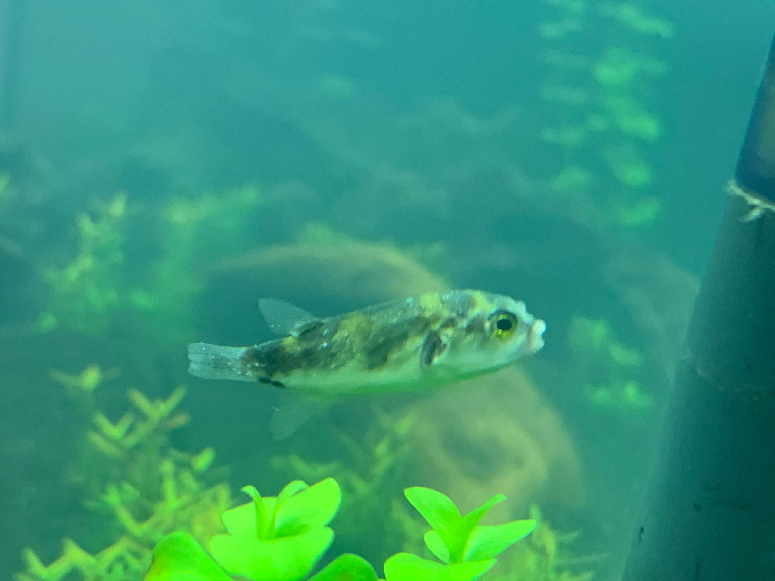 Fische krank? (Aquarium)