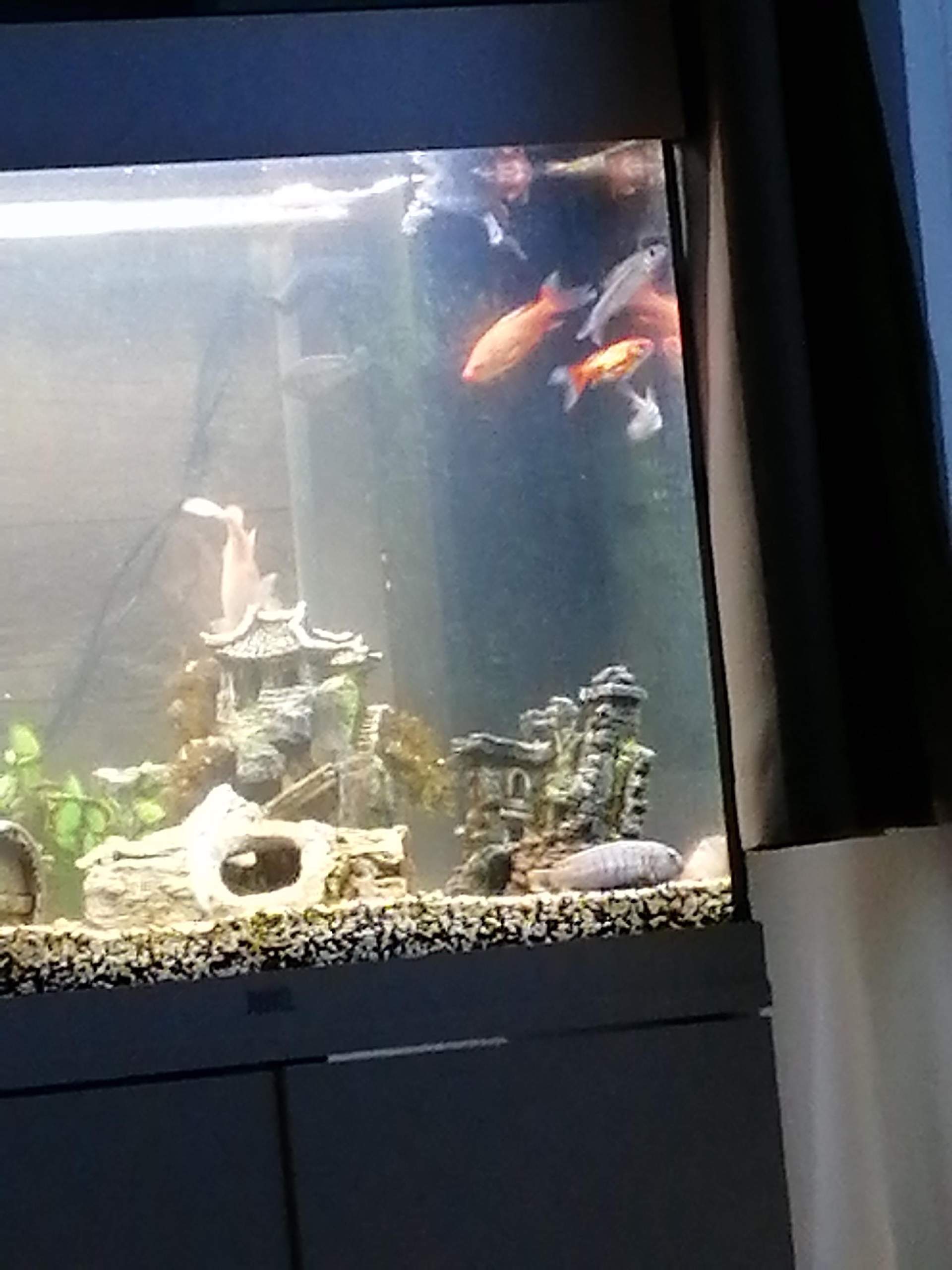 Fische liegen am Boden?
