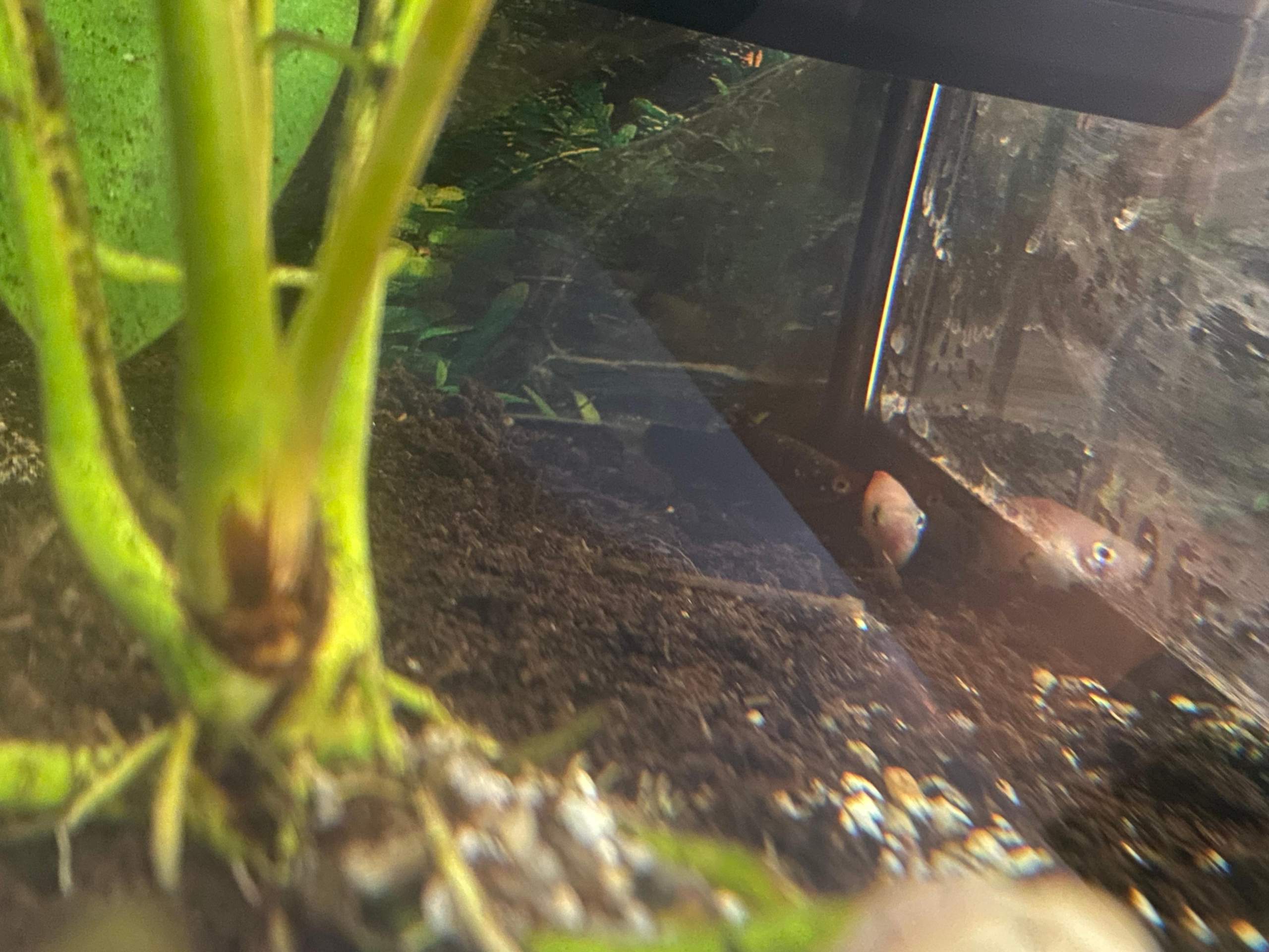 Fische liegen apathisch auf dem Boden? (Aquarium, Aquariumfische