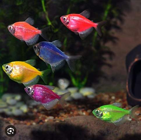 Fische (Salmler) mit völlig unnatürlichen Farben?