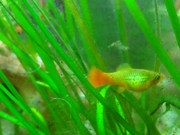 Fische Schwanger Wann Werfen Sie Geburt Fische Schwanger Wann Werfen Sie Geburt