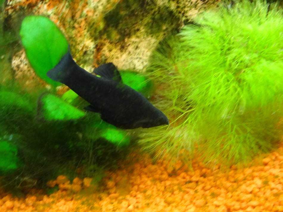Fische schwanger? Wann werfen sie? (Geburt)
