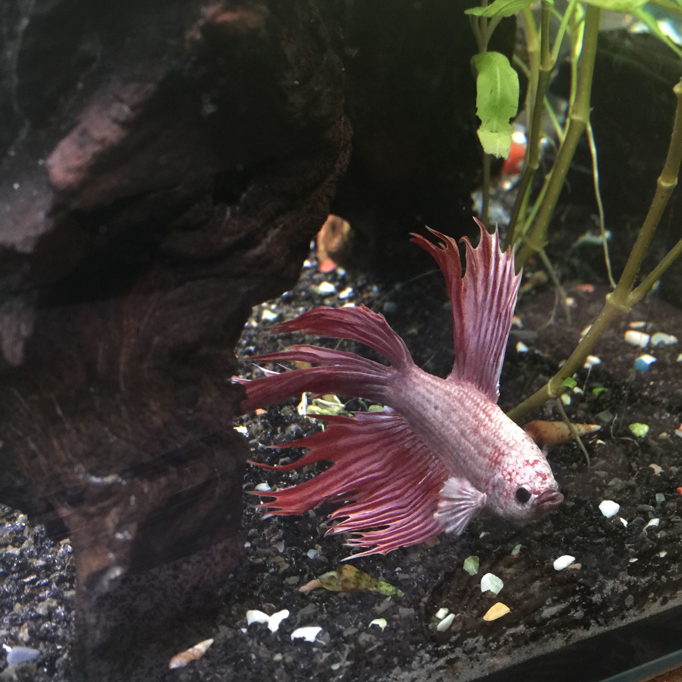 Fish swimming at the bottom of an aquarium