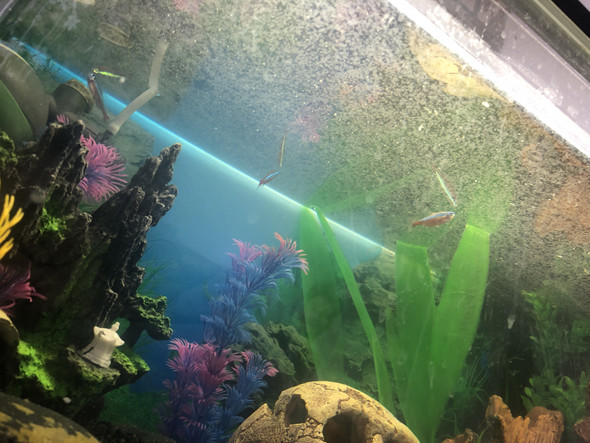 Fische Sterben Warum Tiere Aquarium Aquaristik