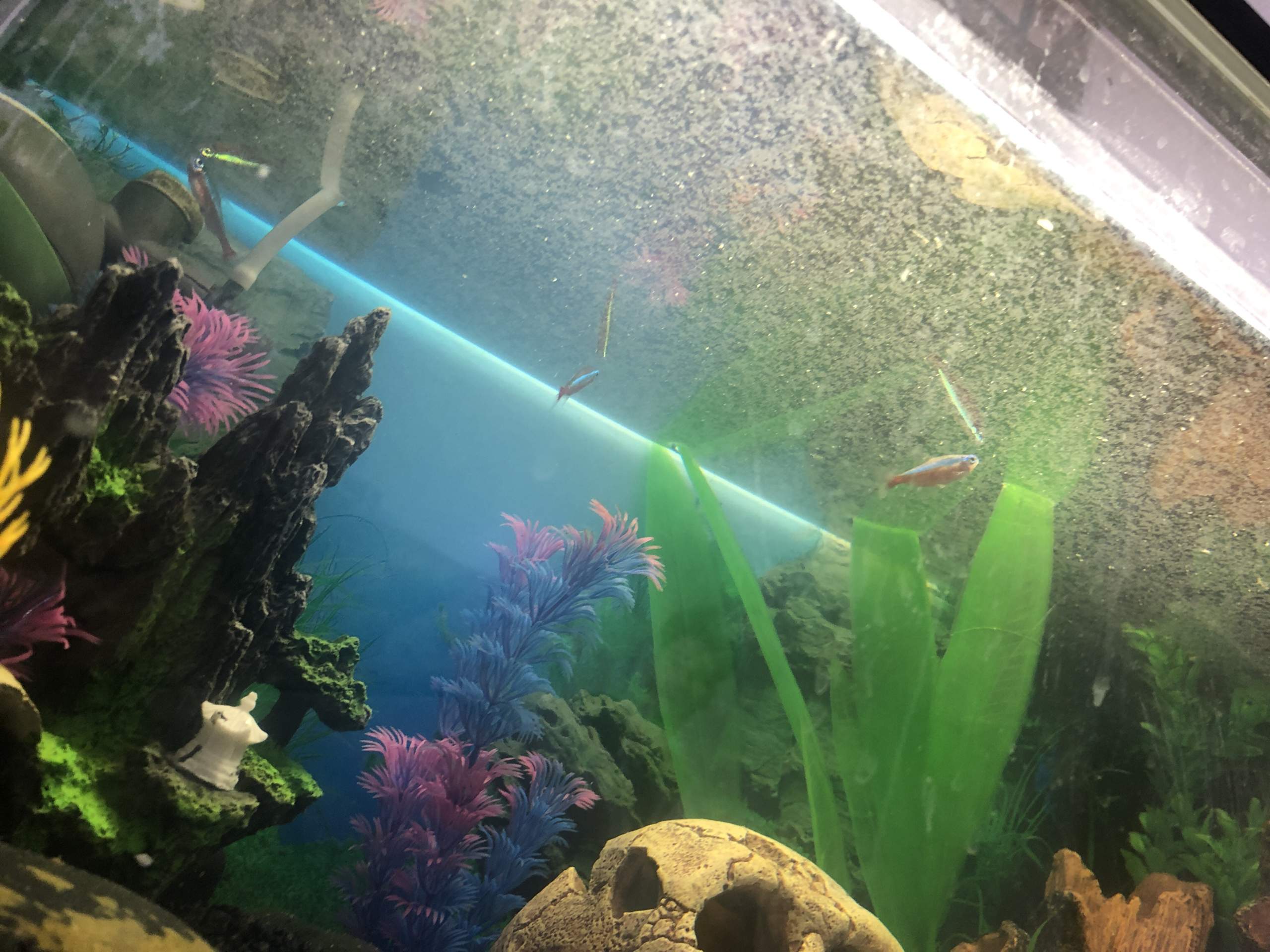 Fische Sterben Im Aquarium Trotz Guter Wasserwerte Fische sterben - warum? (Tiere, Aquarium, Aquaristik)