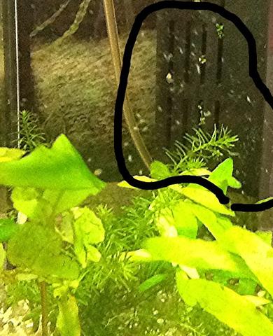 Fische Sterben Und Kleine Weisse Wurmer Im Aquarium Guppy Fische Sterben Und Kleine Weisse Wurmer Im Aquarium Guppy