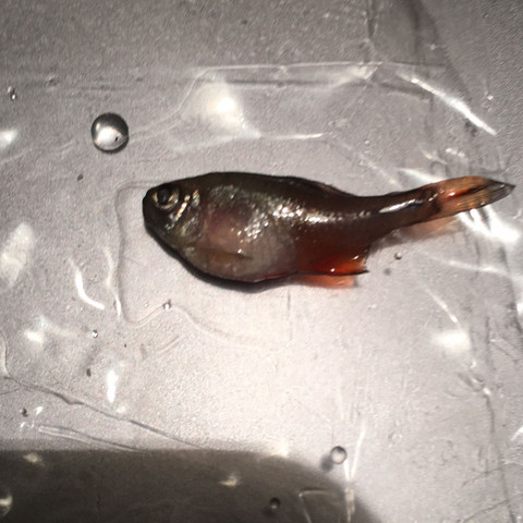 Fische Sterben Warum Gesundheit Und Medizin Tiere Aquarium