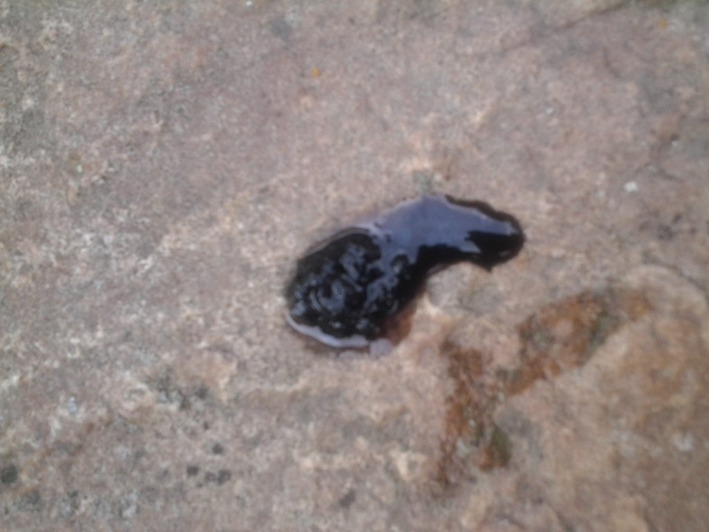 Online casino netent