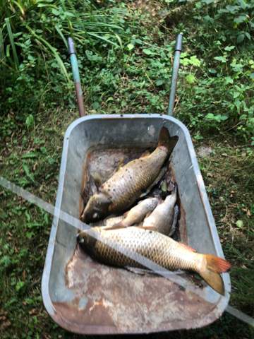 Fischsterben im Angelteich? (angeln, Teich, Karpfen)