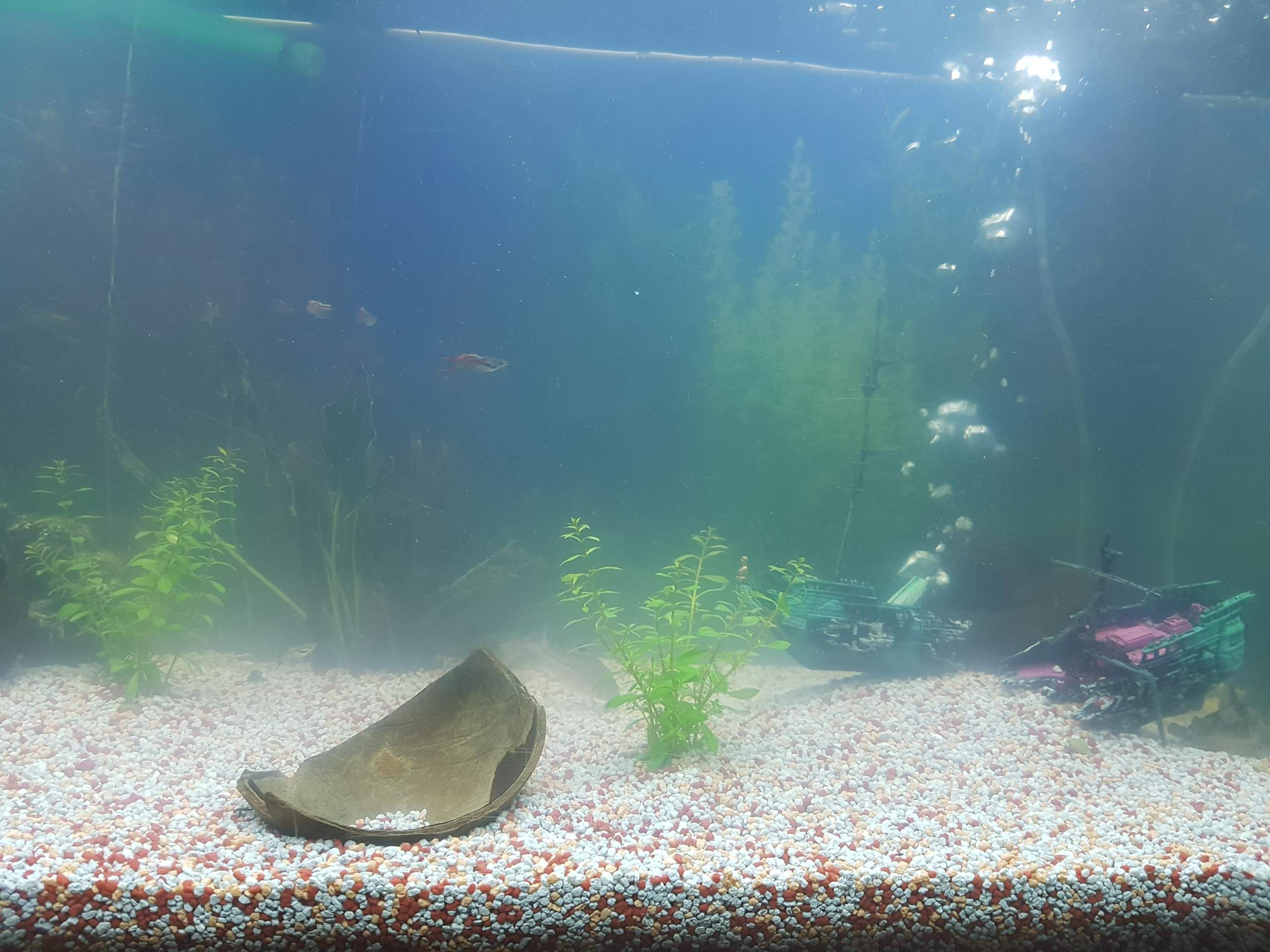 Fischwasser trüb? (Aquarium)