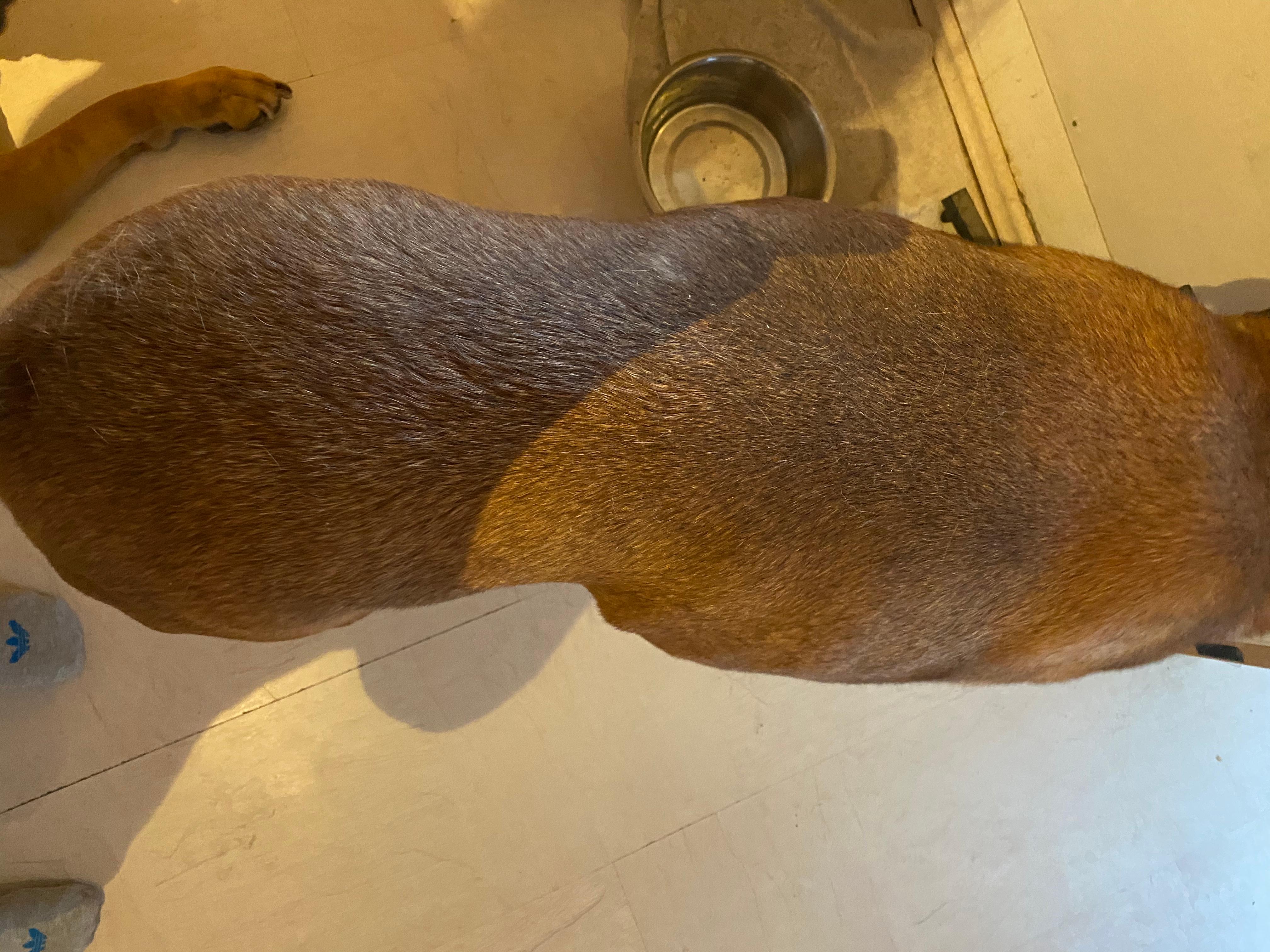 flanken eingefallen beim hund tierarzt