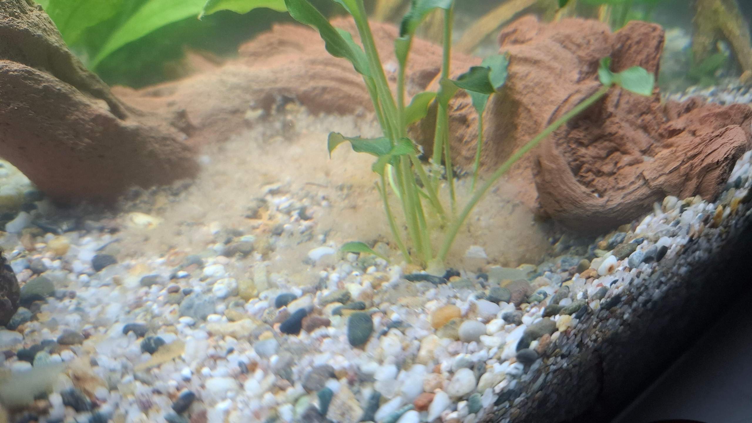 Flaum/Pilz im Aquarium? (Wasser, Pilze)