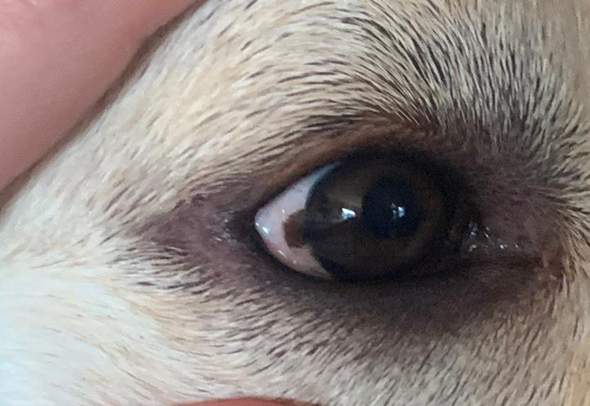 Fleck im Auge vom Hund? (Augen, Tierarzt, Tiermedizin)