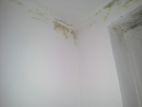 bild 1 - (Schimmel, Kellerwohnung)