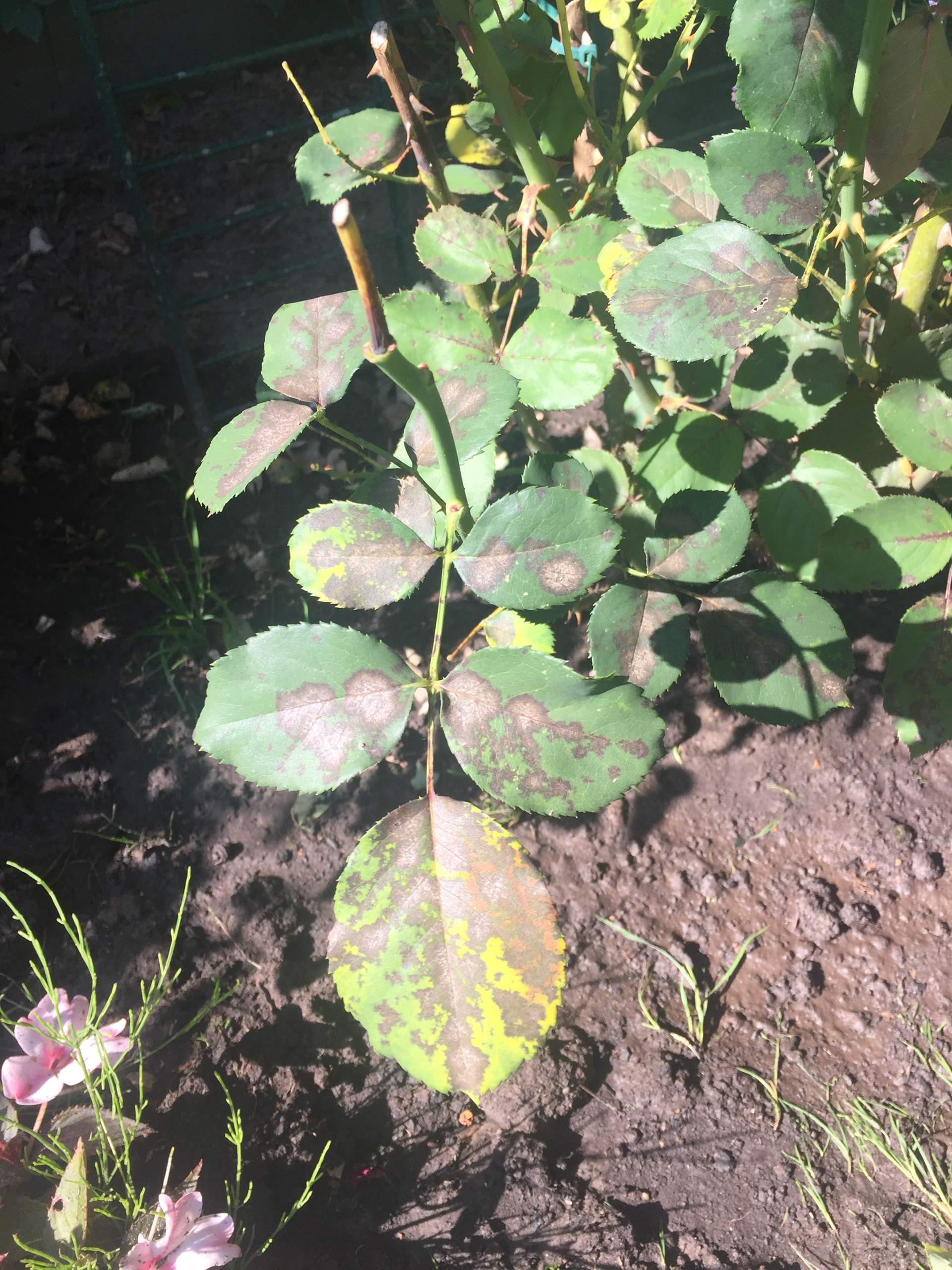 Flecken auf rosenblättern, was ist es und was tun? (Rosen, Blätter)