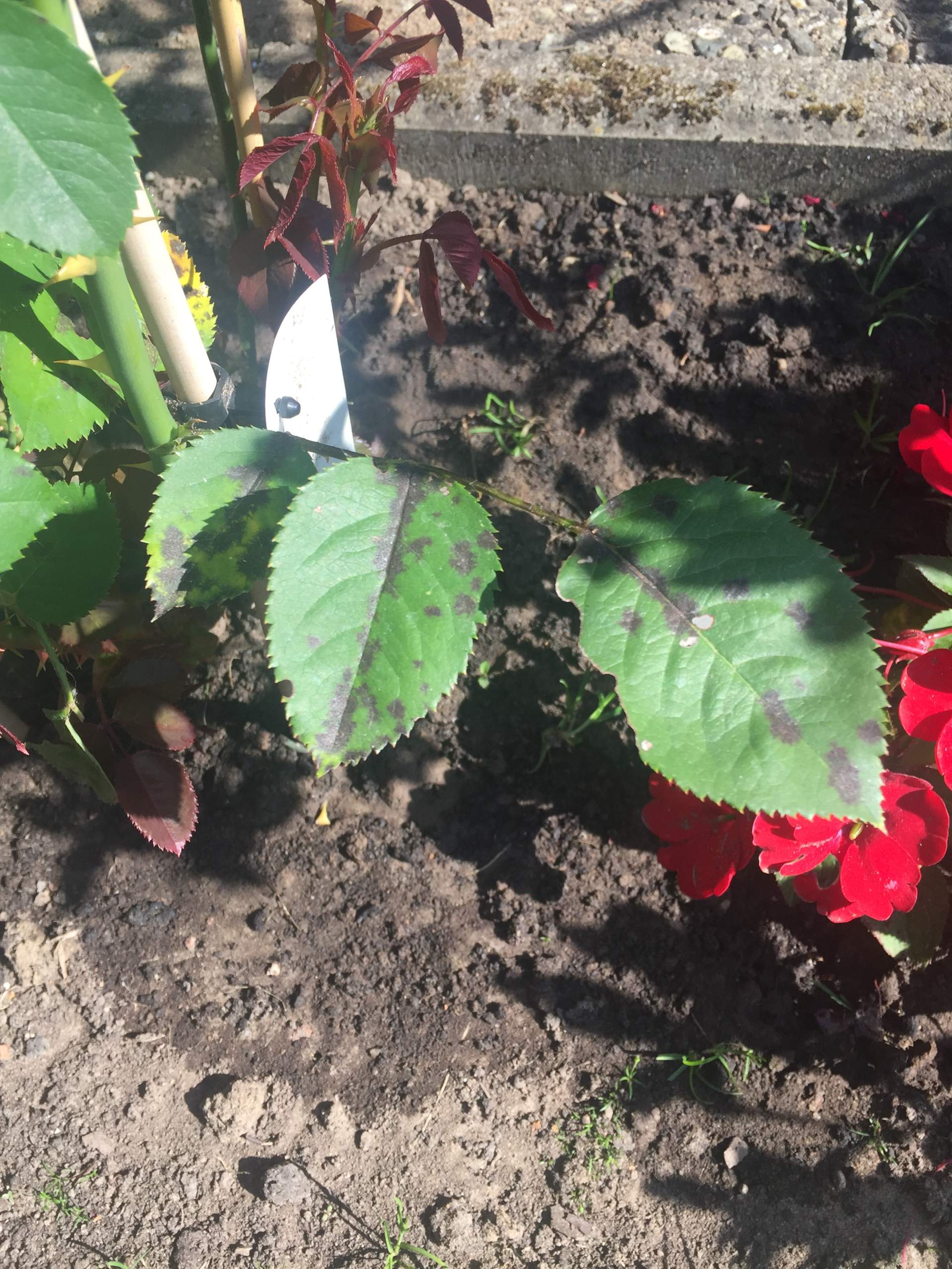 Flecken auf rosenblättern, was ist es und was tun? (Rosen, Blätter)