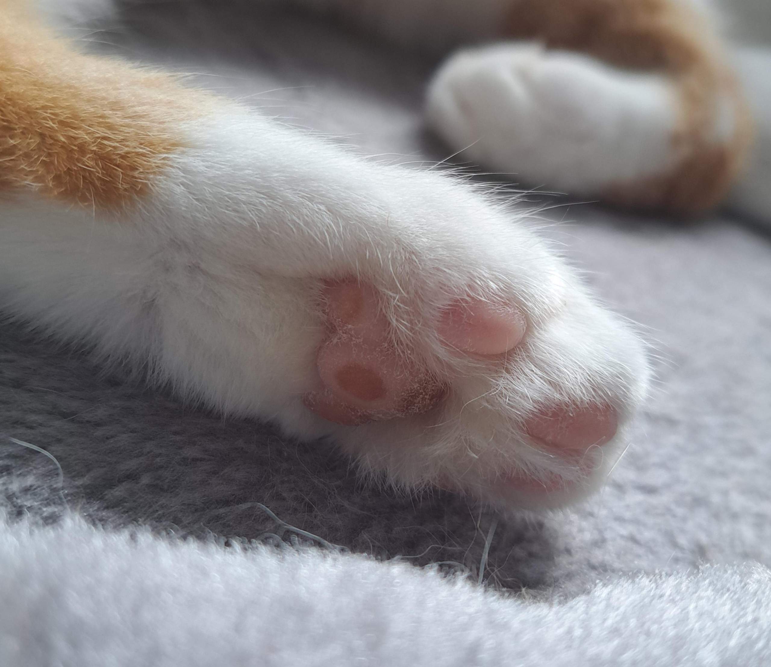 Sind Warme Pfoten Bei Katzen Normal Flecken und Kruste an Pfoten normal? (Tierarzt, Tiermedizin, Hauskatze)