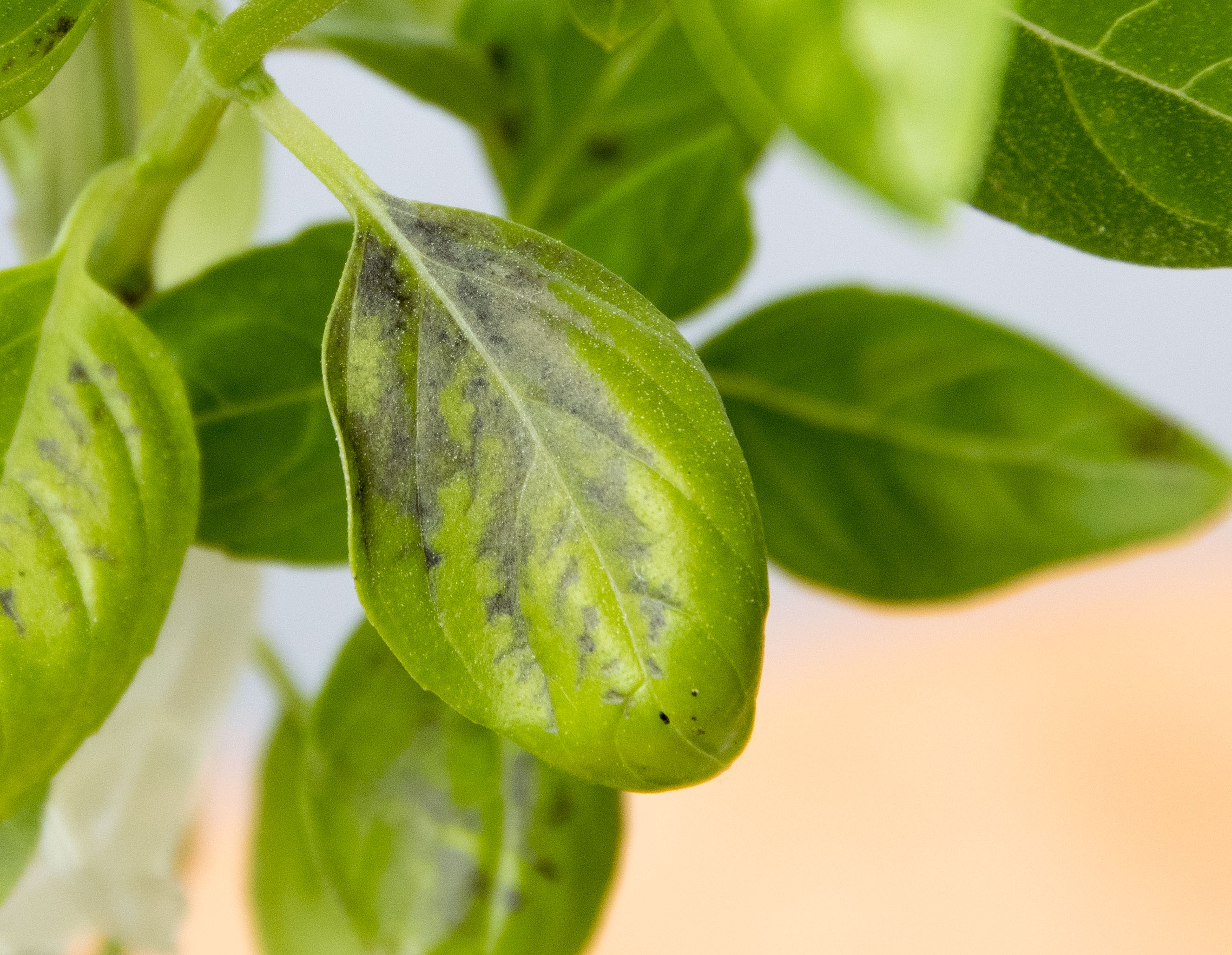 Fleckige Blätter am Basilikum? (Pflanzen, Garten, Flecken)