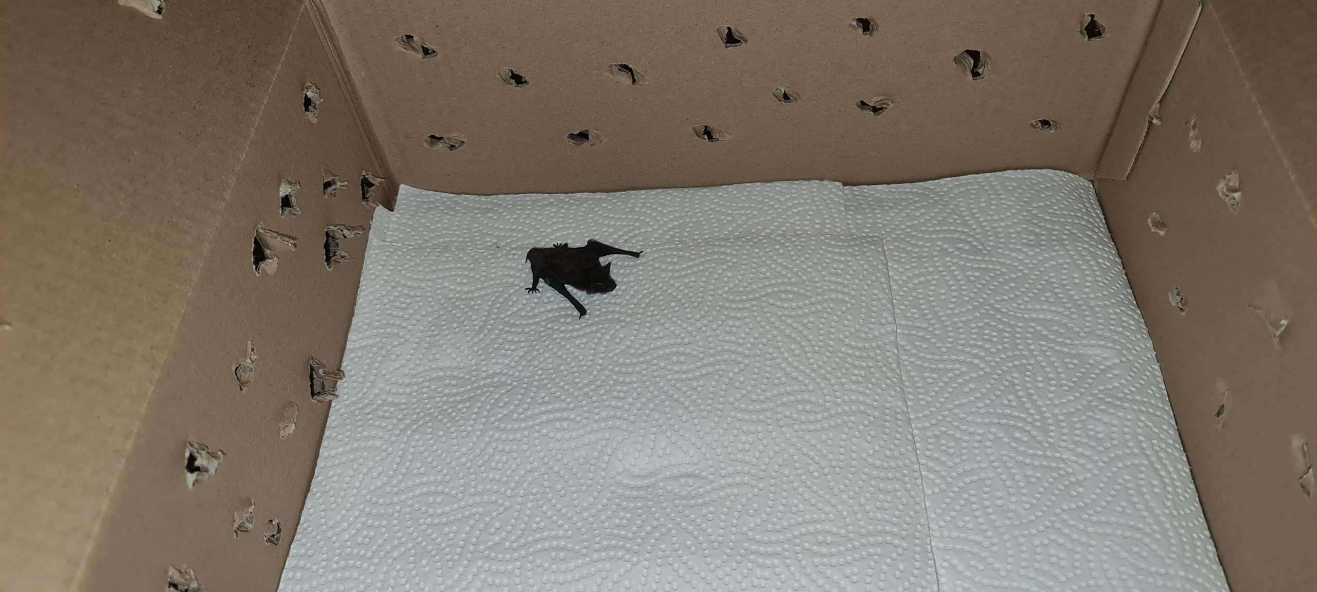 Fledermaus gefunden was soll ich tun? (Tiere, Tiernahrung)