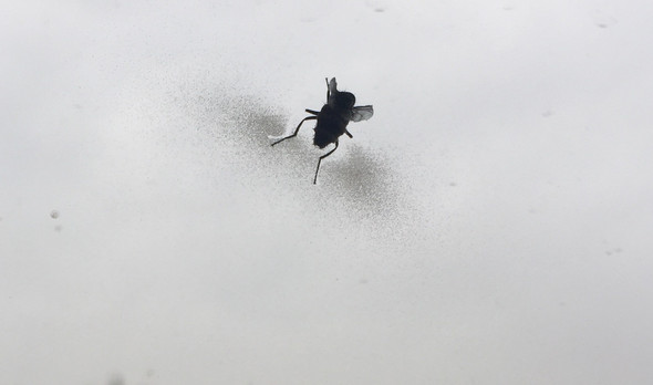 Fliege 2 - (Krankheit, Insekten, fliegen)