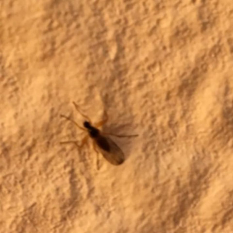 fliegen im haar insekten parasiten