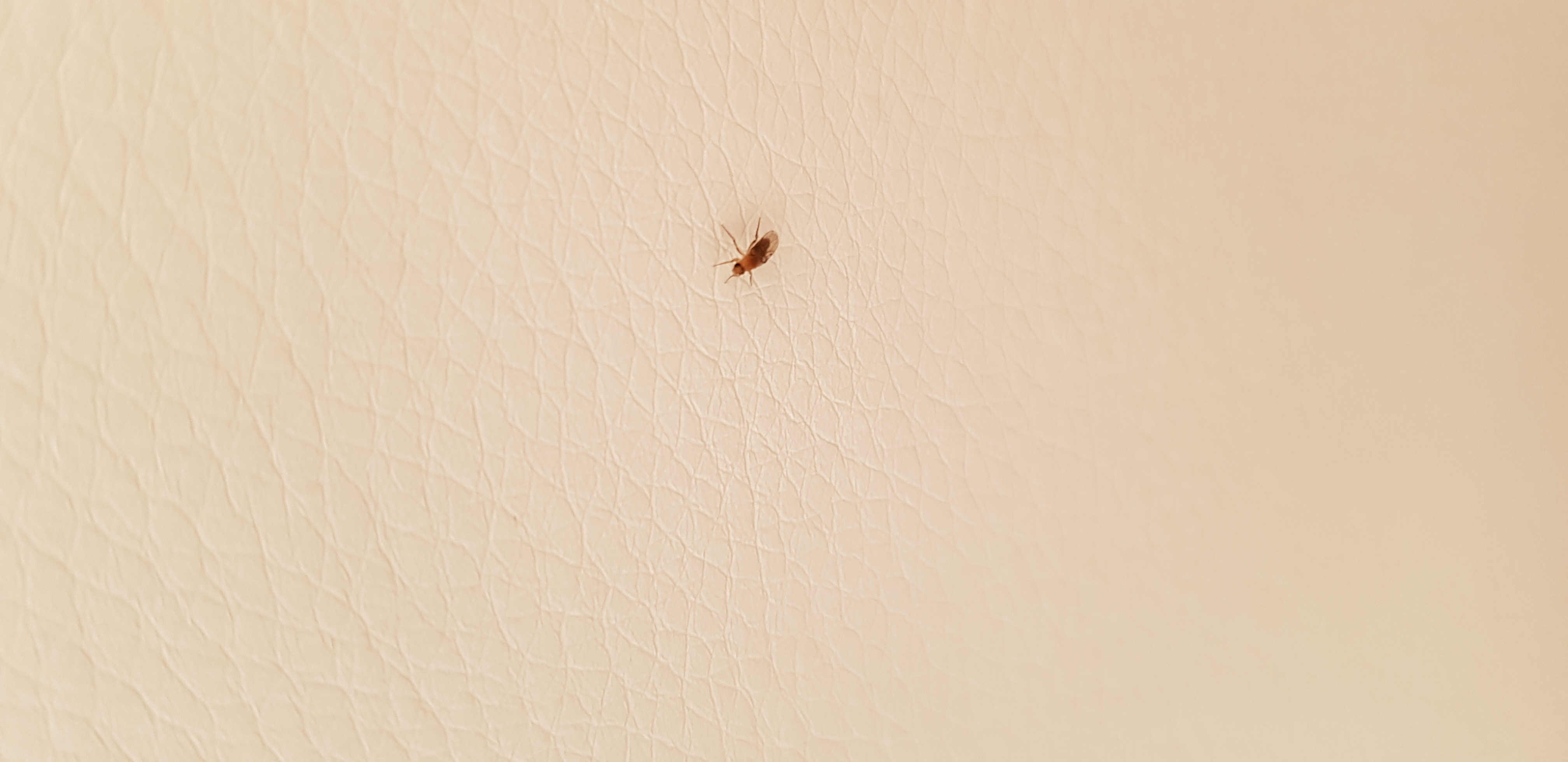 Fliegen In Der Wohnung Trotz Geschlossenem Fenster