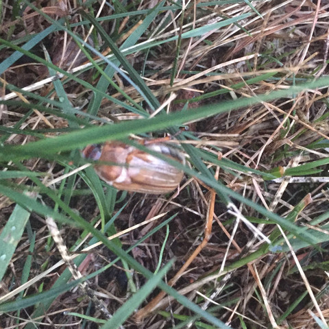 Fliegender Kafer Aus Der Erde Garten Insekten