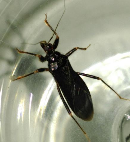 unbekannter Käfer - (Tiere, Natur, Insekten)