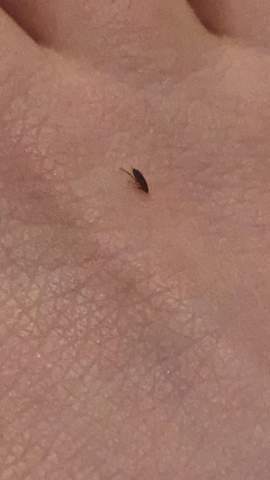 Flöhe!? (Flohbefall, flohbisse)