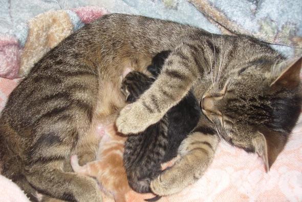 Flöhe Bei Babykatzen Katze Katzenbaby