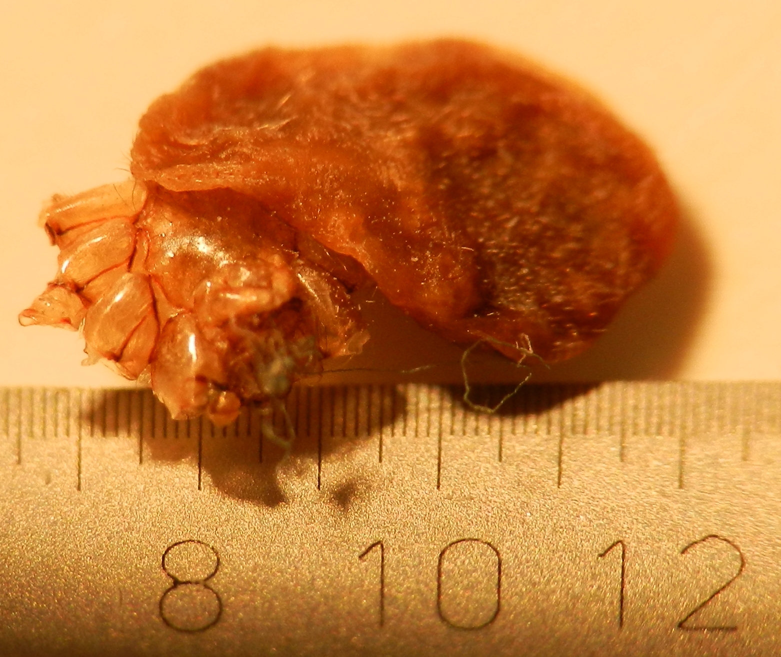 Ist das ein Floh? (Haut, Flöhe, flohbisse)