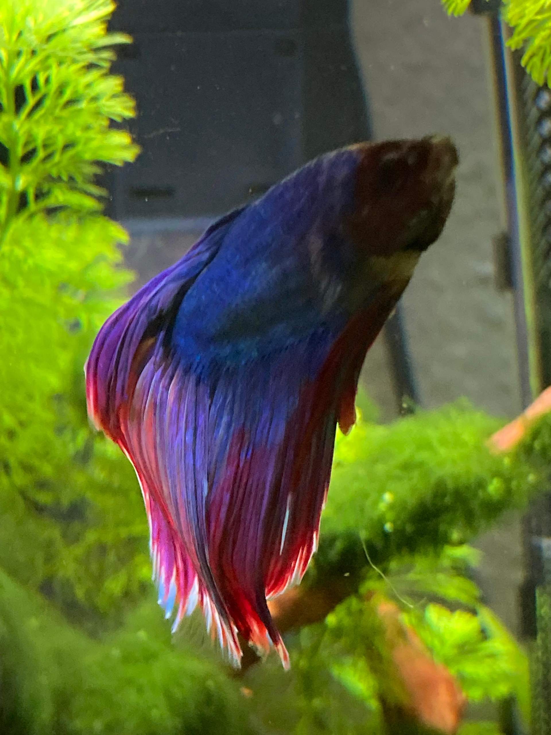 Flossenfäule bei Kampffisch? (Krankheit, Aquarium, Aquariumfische)