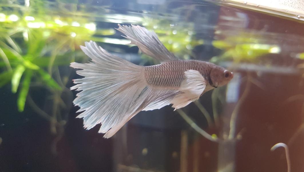 Flossenfäule bei mein Kampffisch? (Aquaristik)