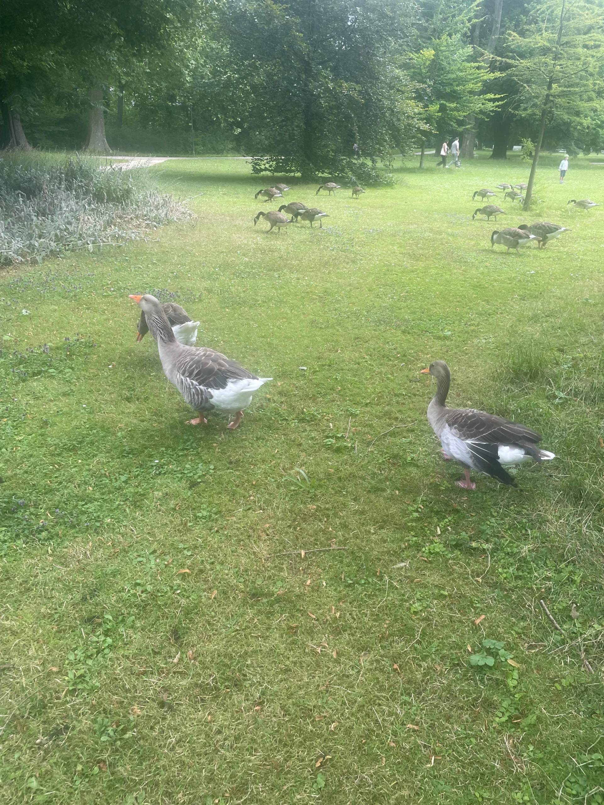 Flügelfehlstellung? (Verletzung, Tierschutz, Gans)