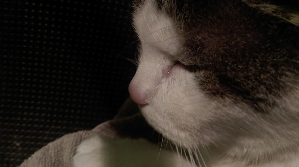 Flussigkeit Am Katzenauge Gesundheit Und Medizin Katze Haustiere